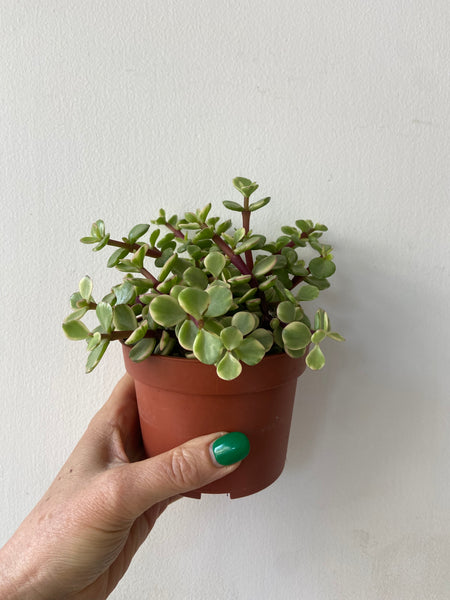 Portulacaria Afra Variegata