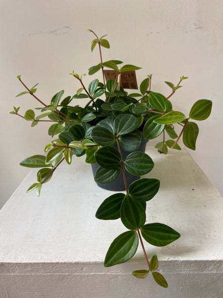 Peperomia Angluata Rocca Surco