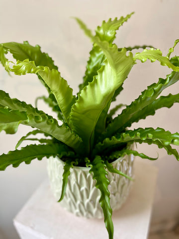 Asplenium Osaka Fern
