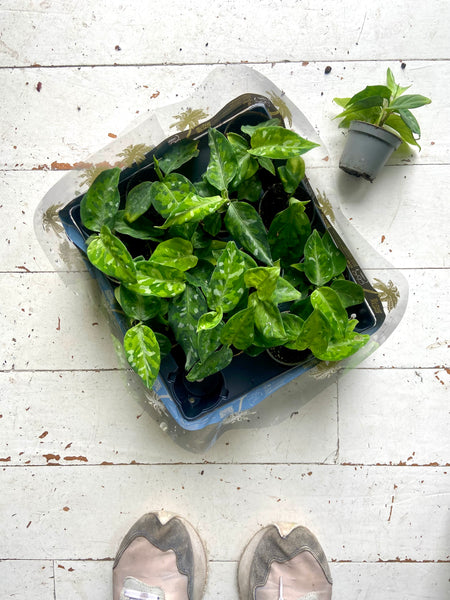Aglaonema Pictus Tricolor Baby