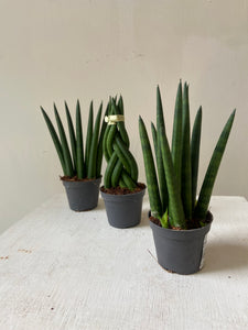 Sansevieria Cylindrica Mini