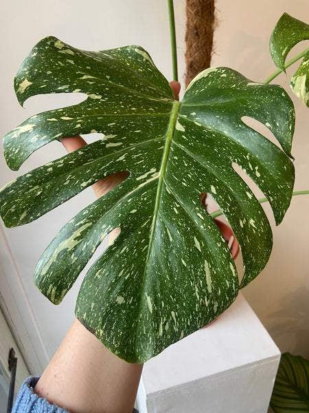 Monstera Thai Constellation (rare plant)