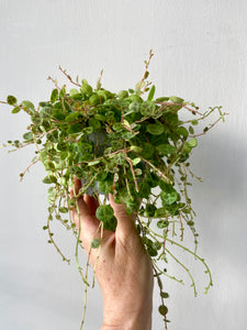 Peperomia Prostrata - String of Turtles
