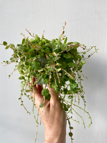 Peperomia Prostrata - String of Turtles