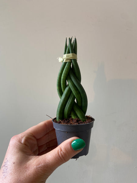 Sansevieria Cylindrica Mini