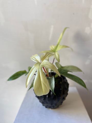 Philodendron Florida Ghost