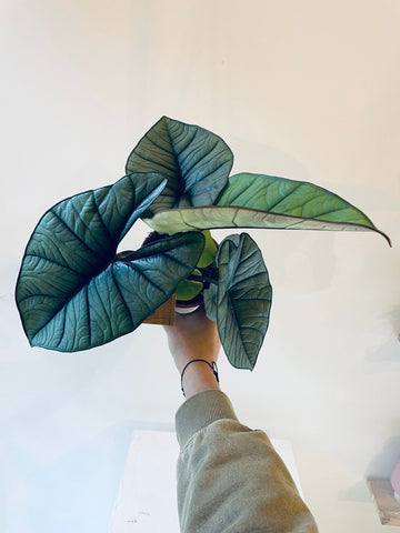 Alocasia Platinum