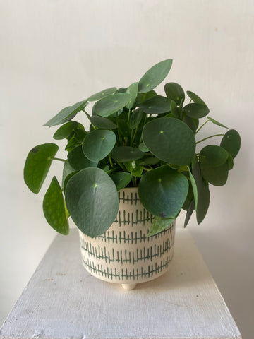 Pilea Peperomioides