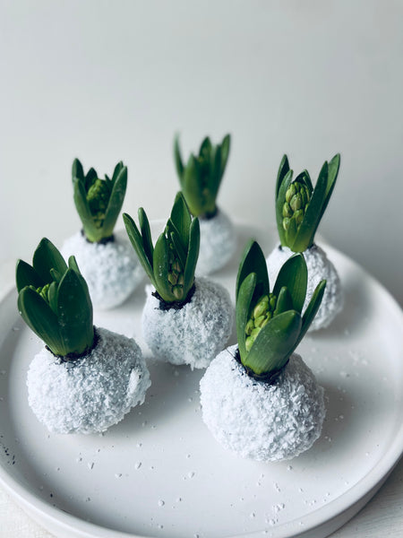 Hyacinth Snowball - white