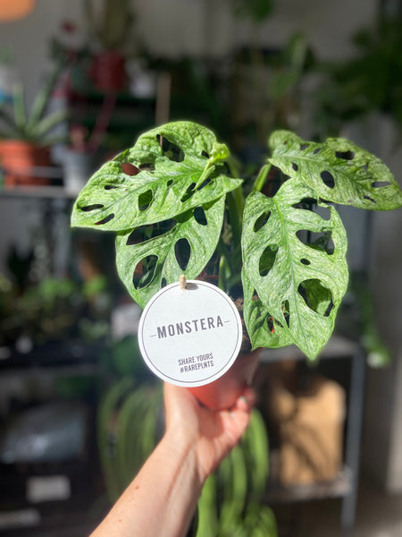 Monstera Adansonii Mint