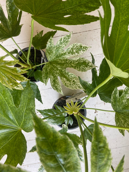 Fatsia japonica - Variegated Japanese Aralia