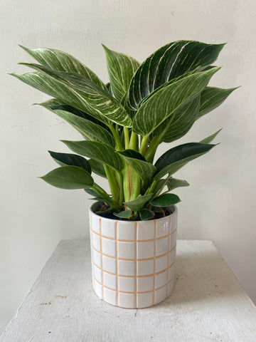 Philodendron White Wave