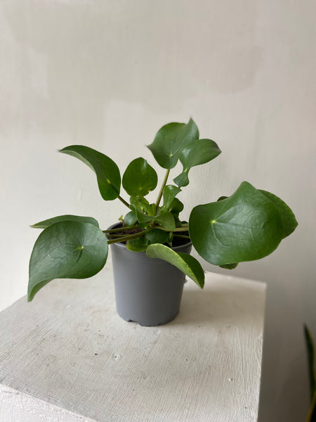 Pilea Peperomioides