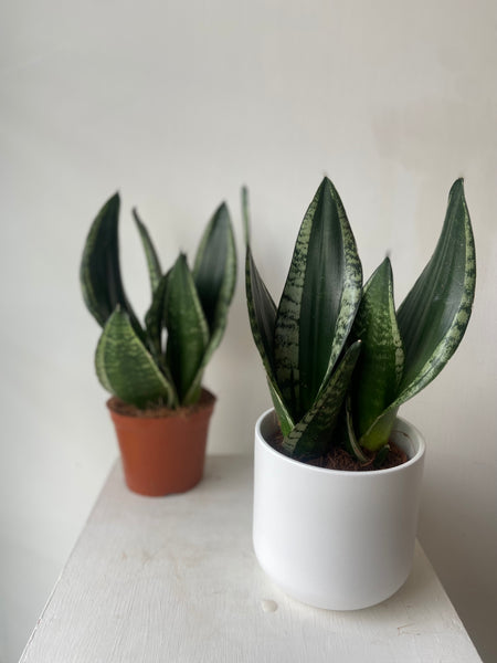 Sansevieria ‘Silver Flame’