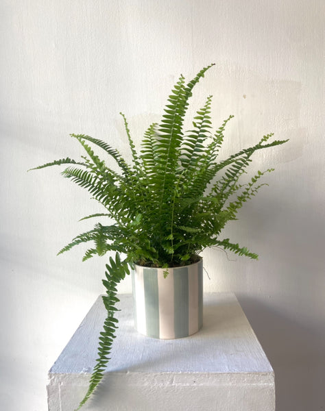 Boston Fern