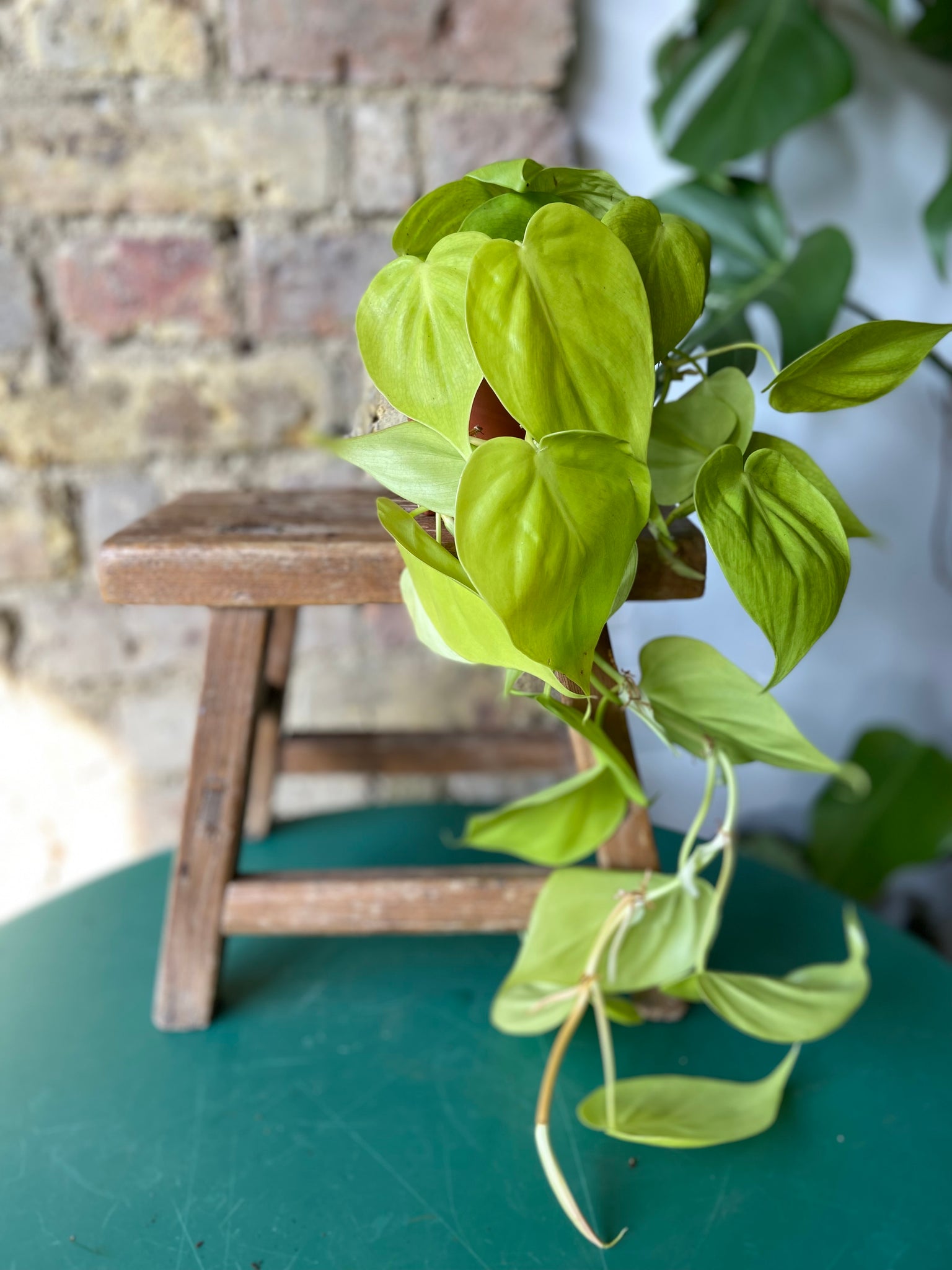 Epipremnum Neon Pothos