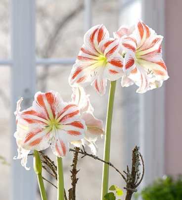 Amaryllis - Flaming Striped