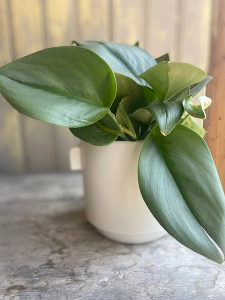 Scindapsus Treubii Moonlight