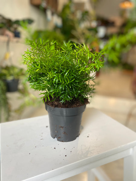 Asparagus Fern mixed