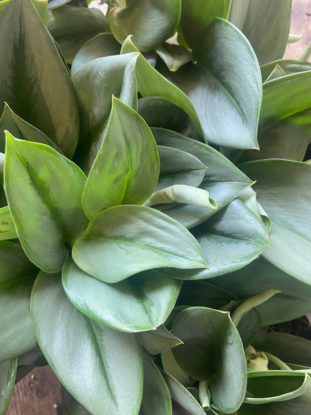 Scindapsus Treubii Moonlight