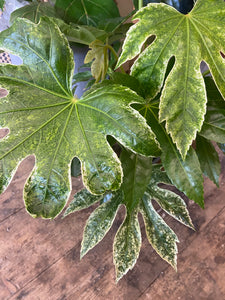 Fatsia japonica - Variegated Japanese Aralia