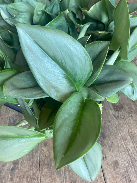 Scindapsus Treubii Moonlight