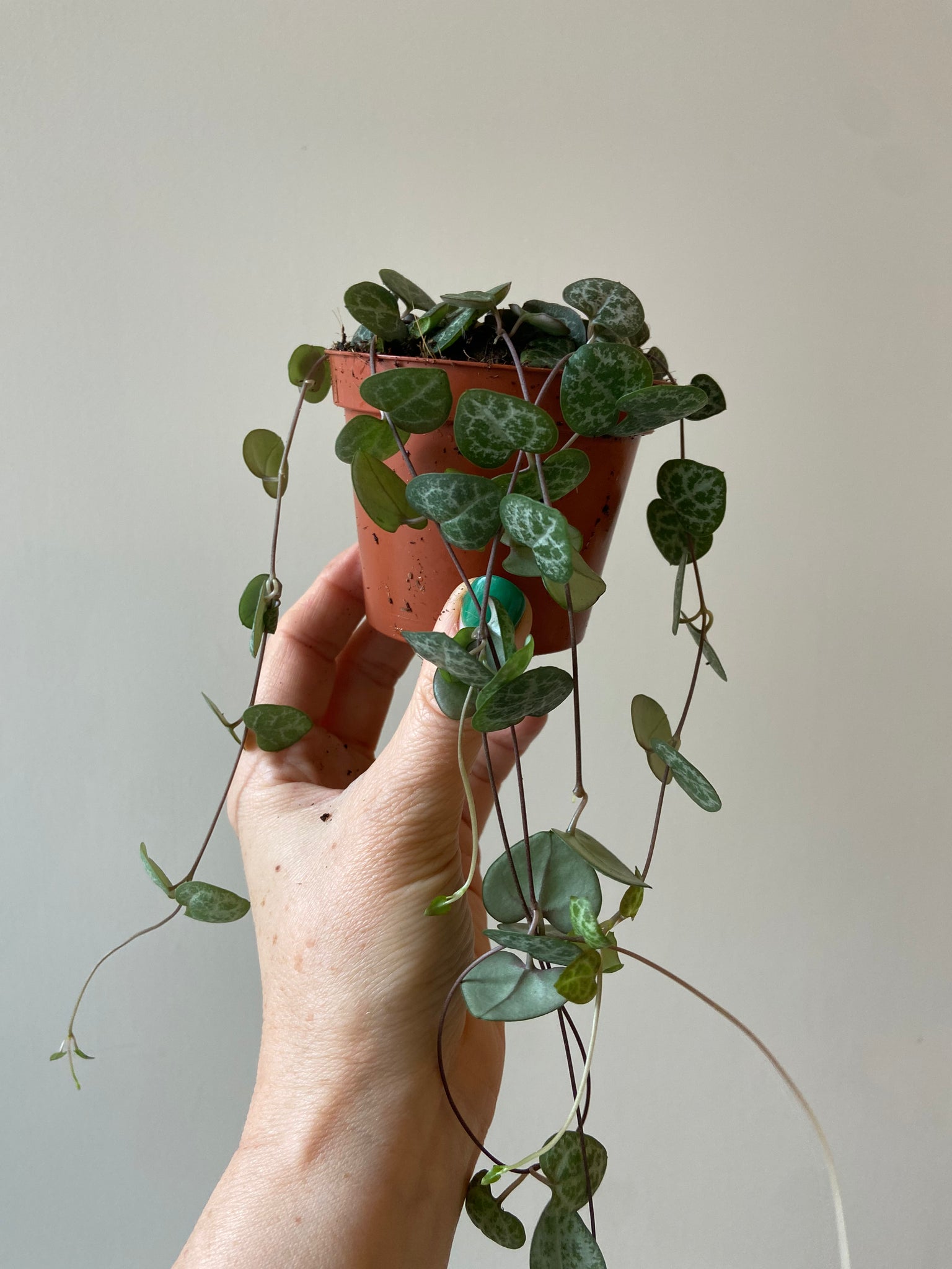 Ceropegia Woodii (String of Hearts)