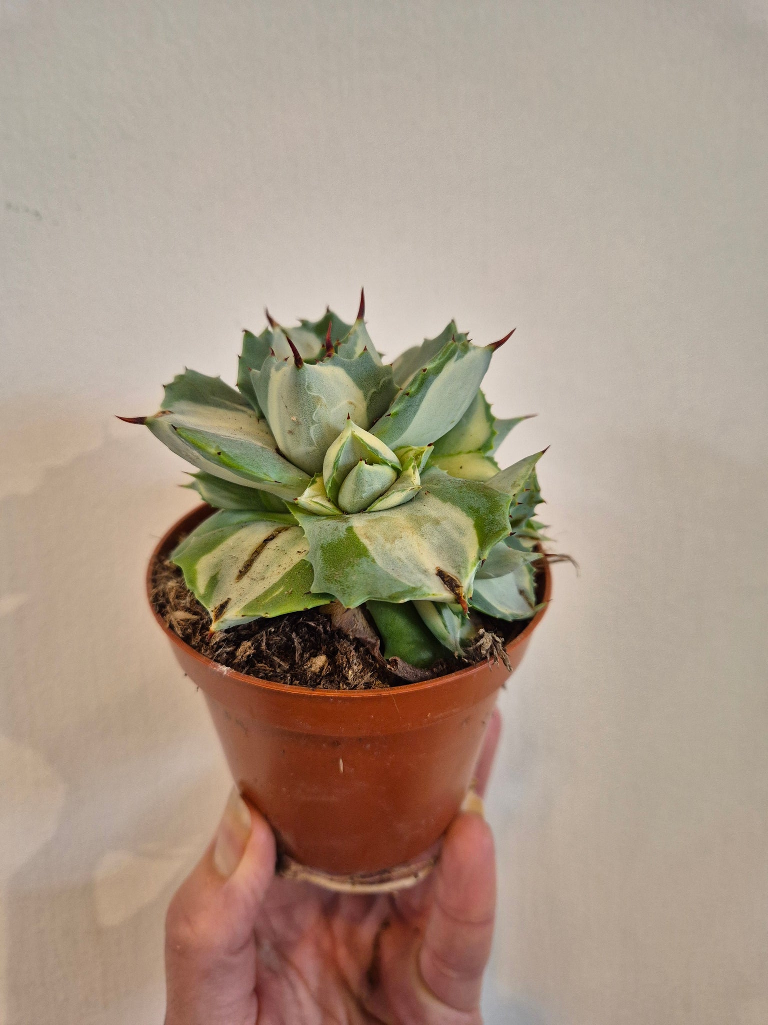 Agave Potatorum Ouhi-Raijin succulent
