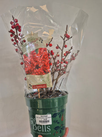 Ilex Verticillata (Winterberry)