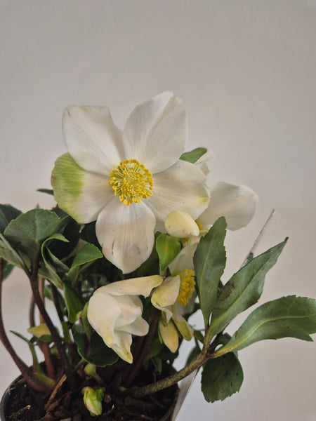 Helleborus Niger