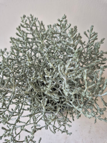 Calocephalus Leucophyta (Silver Bush)