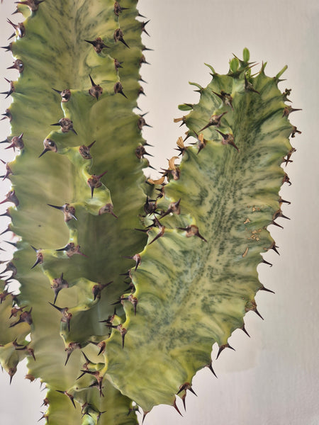 Euphorbia Ingens 'Cowboy Cactus' Variegata