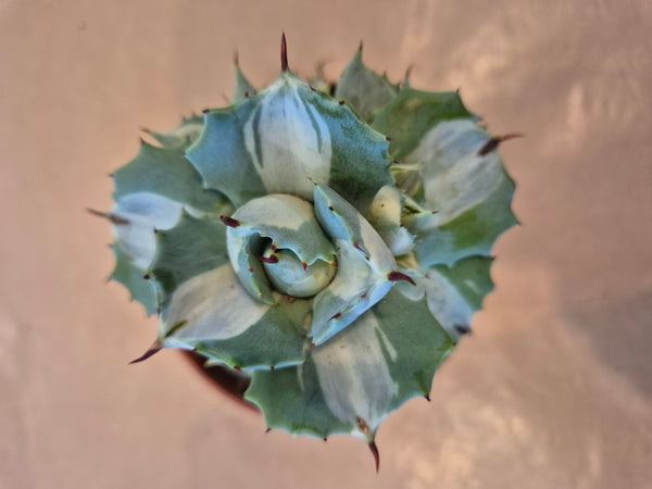Agave Potatorum Ouhi-Raijin succulent