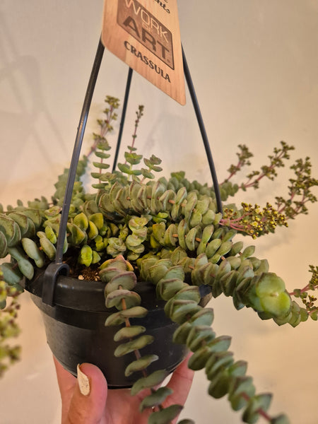 Crassula Hottentot (String of Buttons)