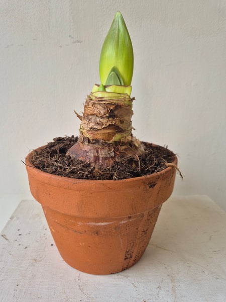 Amaryllis bulb in terracotta pot