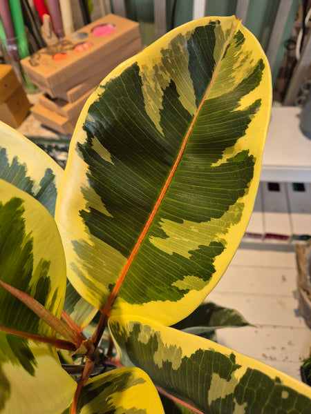 Ficus Elastica