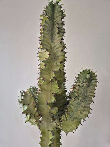 Euphorbia Ingens 'Cowboy Cactus' Variegata