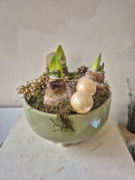 Amaryllis bowl