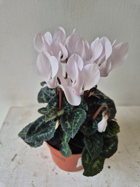 Cyclamen mini