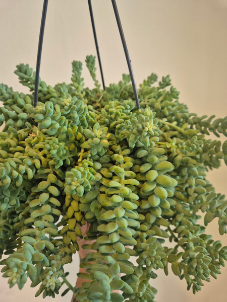 Burros Tail (Sedum Burrito)