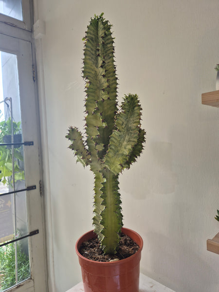 Euphorbia Ingens 'Cowboy Cactus' Variegata