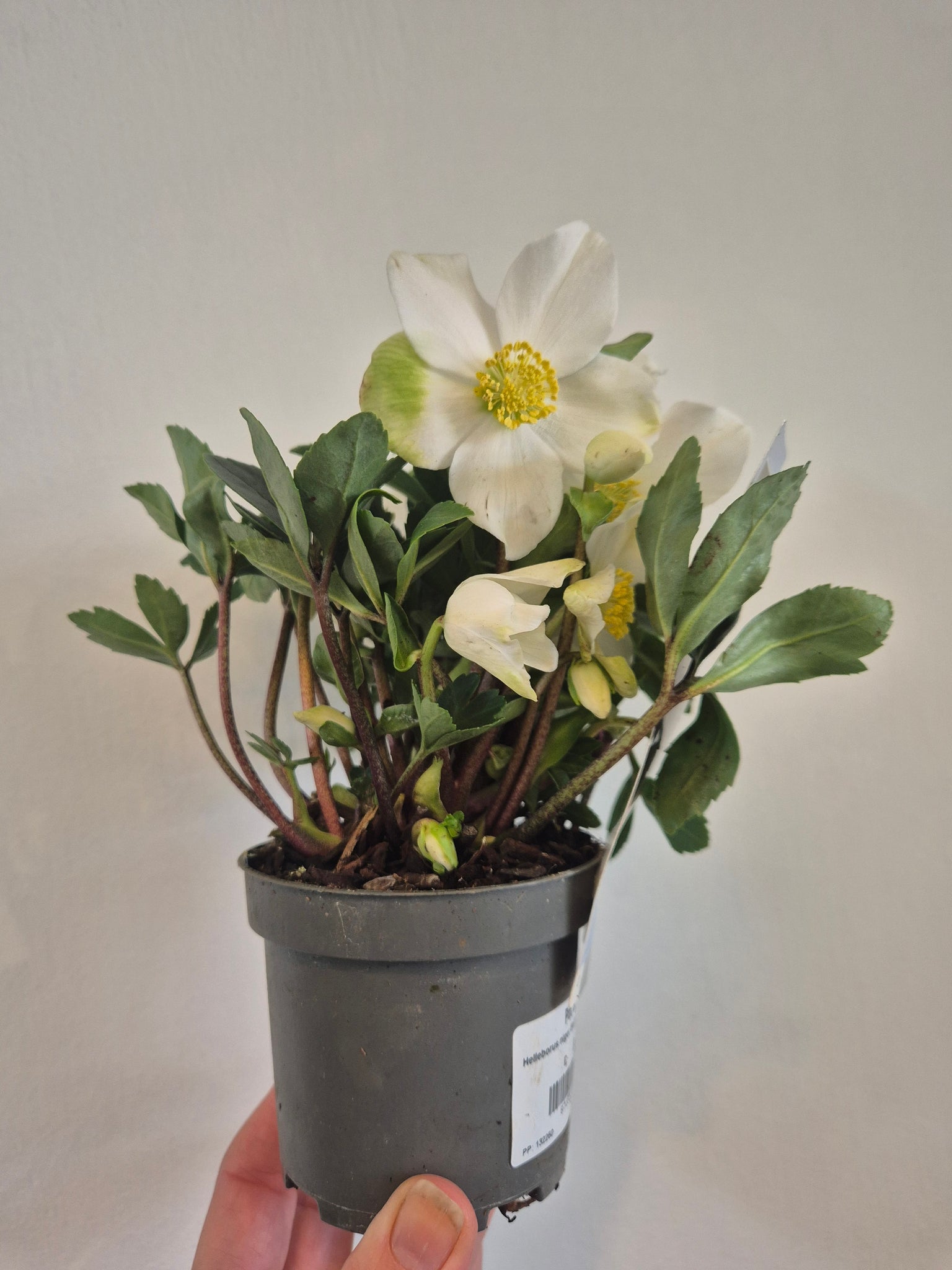 Helleborus Niger