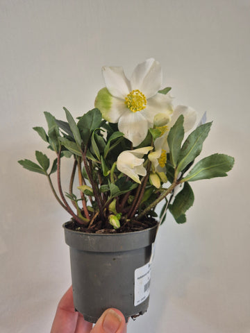Helleborus Niger