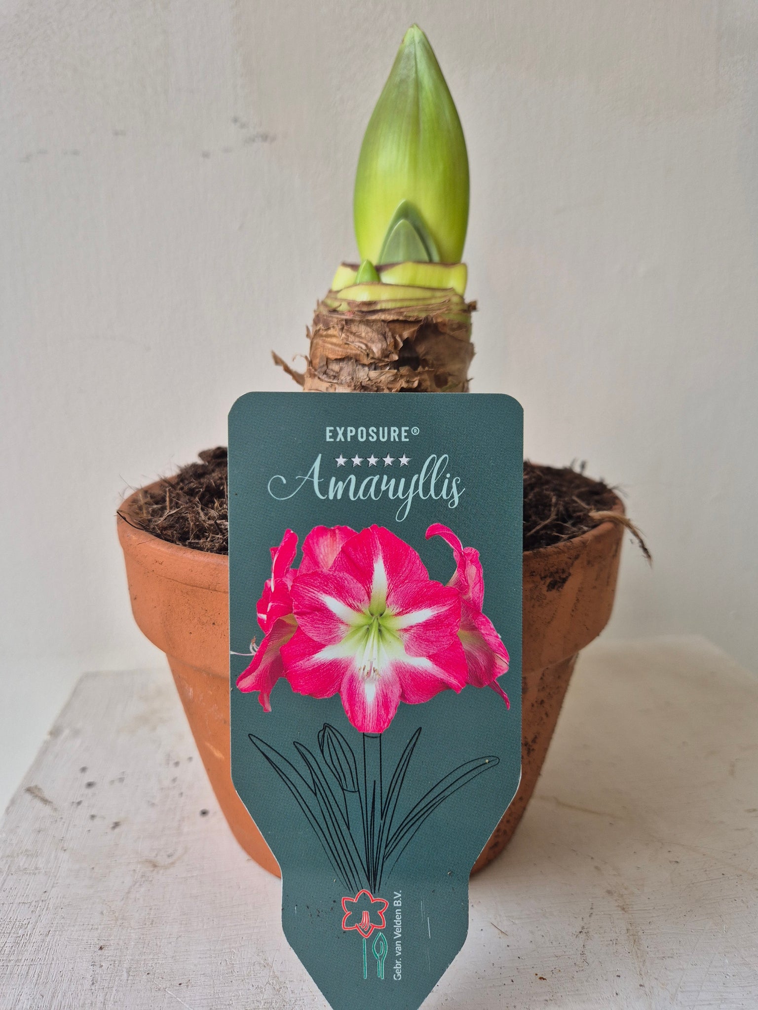 Amaryllis bulb in terracotta pot