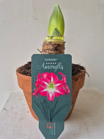 Amaryllis bulb in terracotta pot