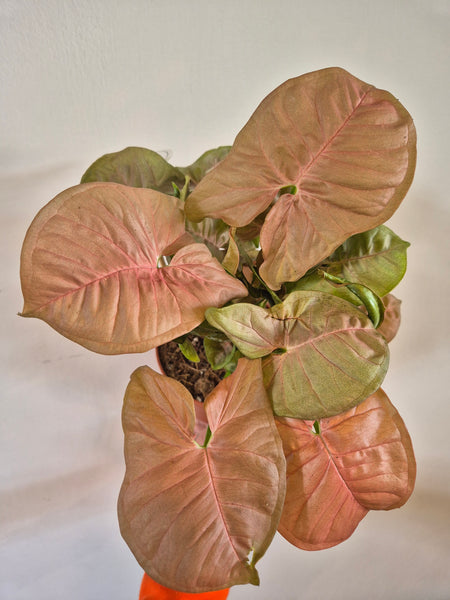 Syngonium Pink Delight