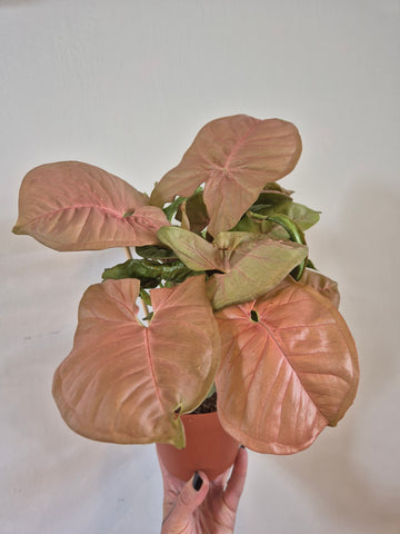 Syngonium Pink Delight