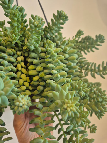 Burros Tail (Sedum Burrito)