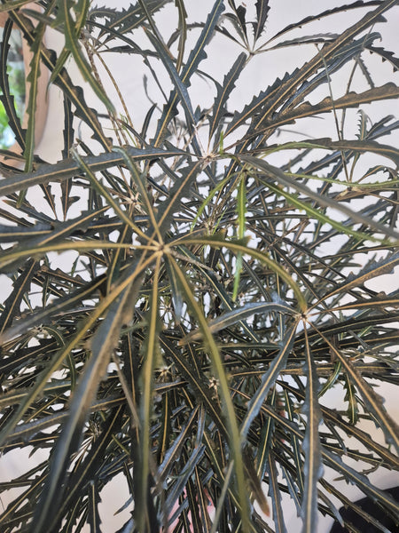 Dizygotheca Elegantissima (Spider Aralia)