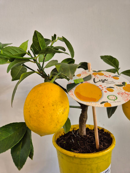Lemon Meyer tree